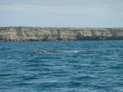 Ballenas en Peninsula de Valdes Puerto Madryn Chubut