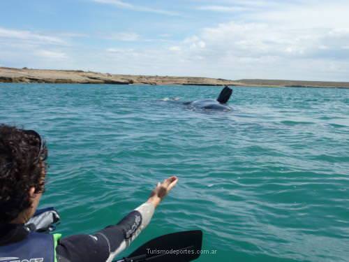 Ballenas en Peninsula de Valdes Puerto Madryn Chubut