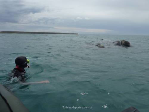 Ballenas en Peninsula de Valdes Puerto Madryn Chubut