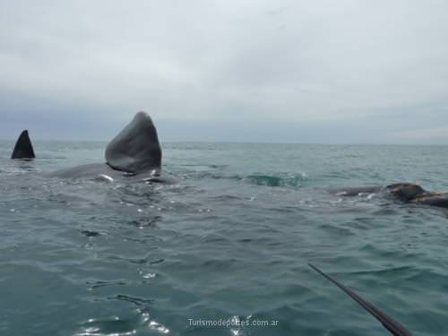 Ballenas en Peninsula de Valdes Puerto Madryn Chubut