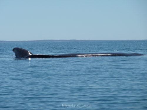 Ballenas en Peninsula de Valdes Puerto Madryn Chubut