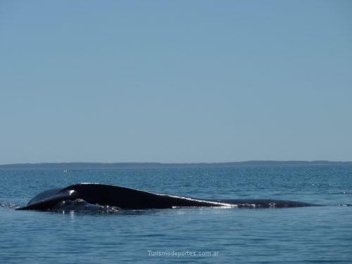 Ballenas en Peninsula de Valdes Puerto Madryn Chubut