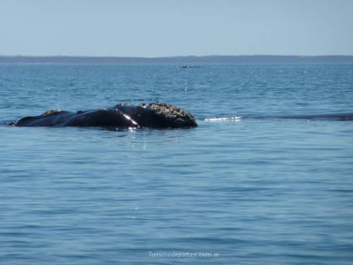 Ballenas en Peninsula de Valdes Puerto Madryn Chubut