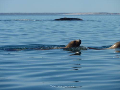 Ballenas en Peninsula de Valdes Puerto Madryn Chubut