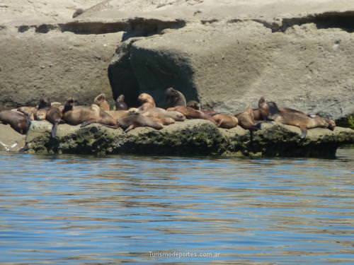 Ballenas en Peninsula de Valdes Puerto Madryn Chubut