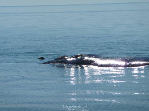 Ballenas en Peninsula de Valdes Puerto Madryn Chubut