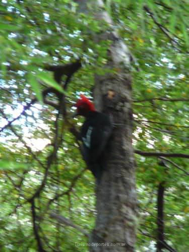 Pajaro carpintero en las termas del queni san martin de los andes